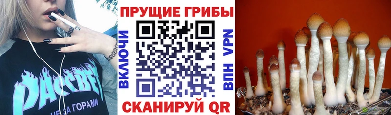 Псилоцибиновые грибы MAGIC MUSHROOMS  Весьегонск 
